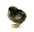 Details der Fotografie little chicken