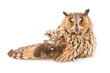 A bird with a broken wing (long-eared owl, Asio otus)