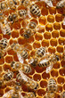 Macro of working bee on honeycells. Macro of working bee on honeycells.