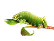Caterpillar of the Kentish Glory (Endromis versicolora)