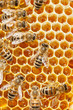 Macro of working bee on honeycells.