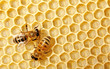 Macro of working bee on honeycells. Macro of working bee on honeycells.