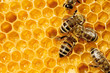 Macro of working bee on honeycells.