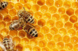 Macro of working bee on honeycells.