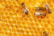Macro of working bee on honeycells. Macro of working bee on honeycells.