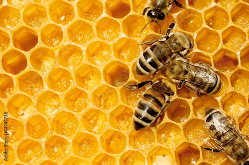 Photo: Macro of working bee on honeycells. Macro of working bee on honeycells.