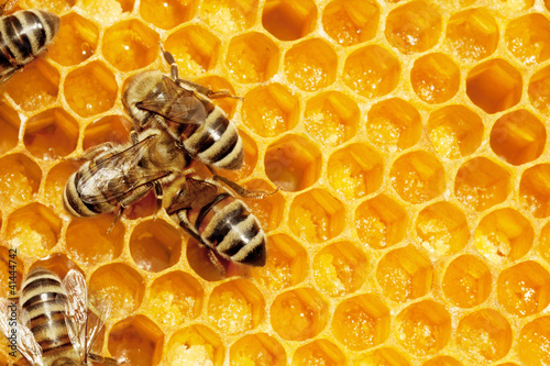 Photo: Macro of working bee on honeycells. Macro of working bee on honeycells.