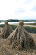 Hay stacks Kizhi island Russia
