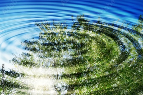 Photo: Reflection of forest and sun in water Reflection of forest and sun in water
