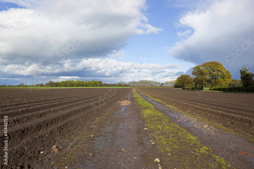 Photo: potato rows in springtime potato rows in springtime