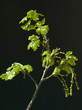 Eichenbaumblueten
