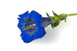 Enzian, Gentiana acaulis