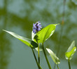 Hechtkraut, Pontederia cordata