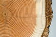 Holzscheibe, Jahresringe