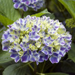 Hortensie, blau