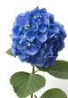 Hortensie, Hydrangea macrophylla