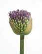 Knospe, Zierlauch