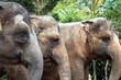 Close-up of elephants Close-up of elephants