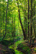 Wald_02