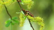 Video: may beetle in green foliage may beetle in green foliage