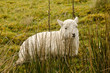 Welsh Lamb Welsh Lamb