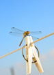 Dragonfly is resting on a clothespin. Dragonfly is resting on a clothespin.
