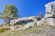 Pinos y rocas en Con do Forno, Illa de Arousa