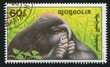 gorilla