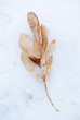 maple seeds on the snow