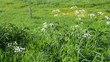 Wiesenlandschaft