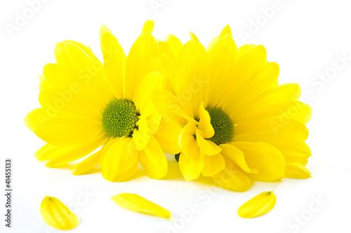Photo: Chrysanthemum Chrysanthemum