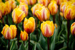Yellow tulips