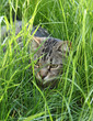 chat dans l'herbe