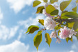 Cherry Flowers