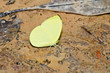 Yellow butterfly on sand floor Yellow butterfly on sand floor