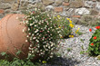 Blume in einer Amphore im Steingarten Blume in einer Amphore im Steingarten