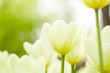 White tulips White tulips