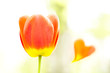 Tulip and heart Tulip and heart