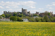 Windsor Castle and Buttercup Meadow
