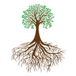 tree with roots and dense foliage, vector
