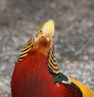 Beautiful golden pheasant