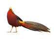 Beautiful golden pheasant isolated on white