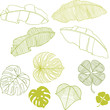 Set of different leaves. A vector illustration.