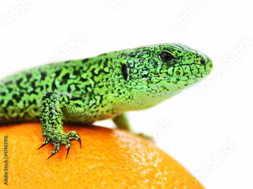 Photo: Lizard on orange closeup Lizard on orange closeup