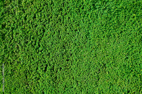 Photo: Hedge background Hedge background