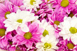 bunch of spring flowers