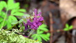 The bee looks for nectar in a flower.
