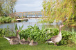 Gänsefamilie auf Wiese am See mit Brücke