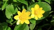 Spring blooms of yellow flowers primroses (Ficaria verna)