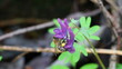 Violet  flower and flying bee. Largely.